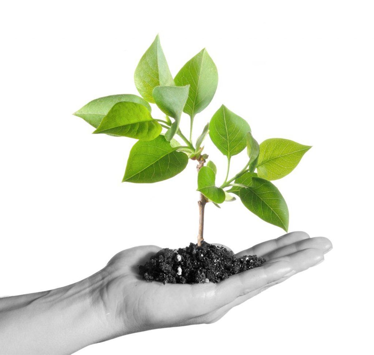 Noget så simpelt som at plante et enkelt træ, kan gøre en forskel. Kilde: Good Housekeeping. Arkivfoto.