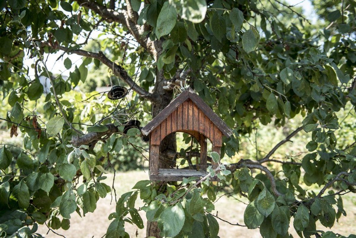 Gør det nemmere for fuglene med et foderbræt. Kilde: Good Housekeeping. Arkivfoto.