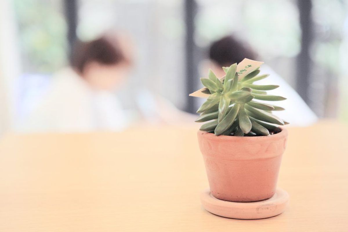 Få en plante i huset. Kilde: Good Housekeeping. Arkivfoto.