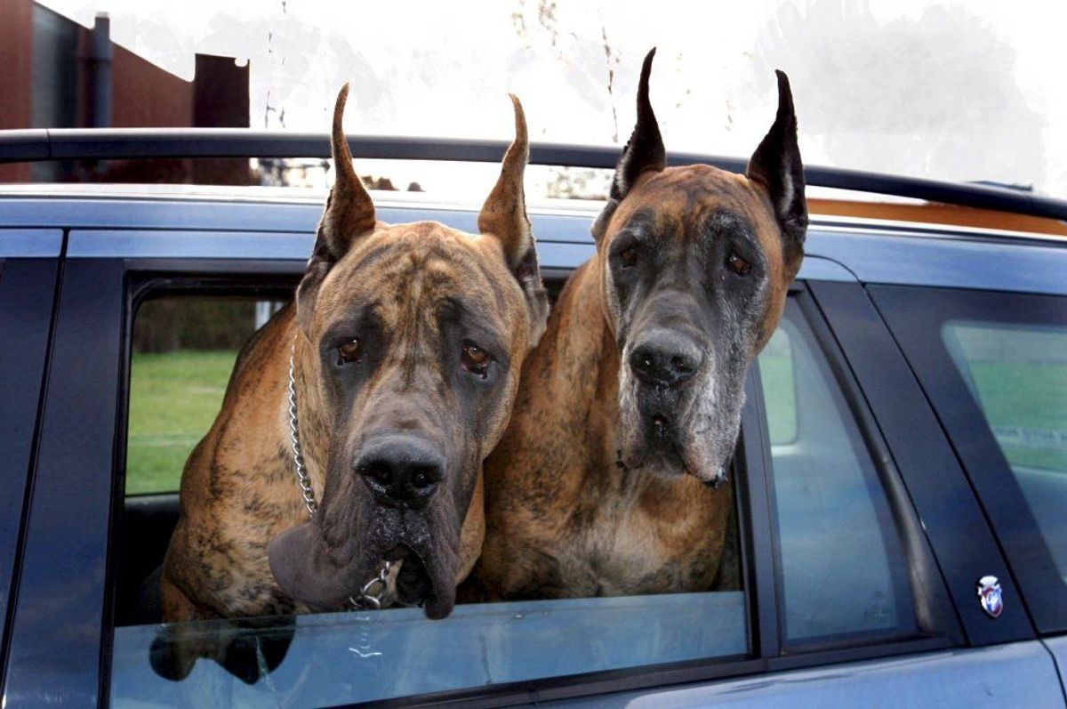 Både hunde og katte kan have bakterien capnocytophaga. Den kan smitte ved alle former for kontakt med deres mund. De fleste bliver ikke syge af at blive smittet, men folk med dårligt immunforsvar skal passe på. 30 procent af dem, der bliver syge af bakterien dør. (Foto: Colourbox)