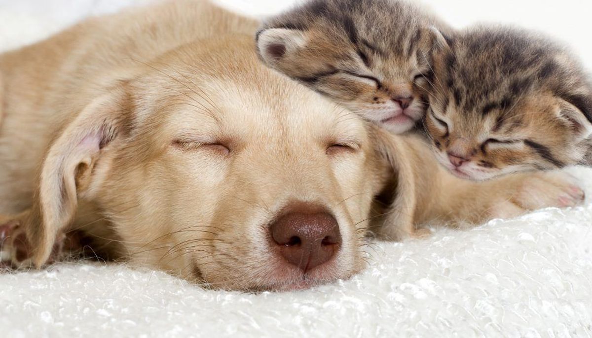 Hunde og katte kan smitte med campylobacter-bakterier, der giver opkast og diarré. Det kan smitte gennem dine dyrs afføring. (Foto: Colourbox)