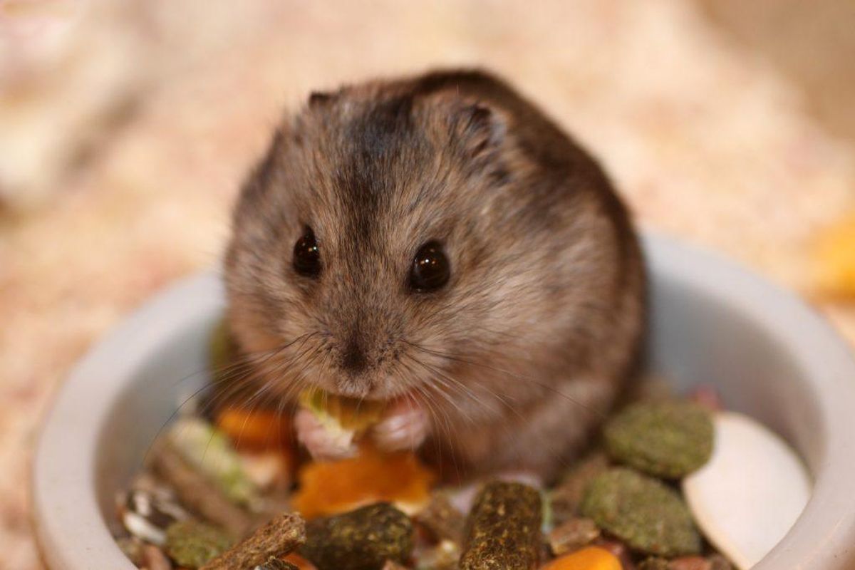 Hantavirus er en sygdom hos gnavere, der kan smitte gennem luftvejene. Den er årsag til en influenzalignende sygdom, der i alvorlige tilfælde kompliceres med indre blødning og nyresvigt med 5-10% dødelighed. (Foto: Colourbox)