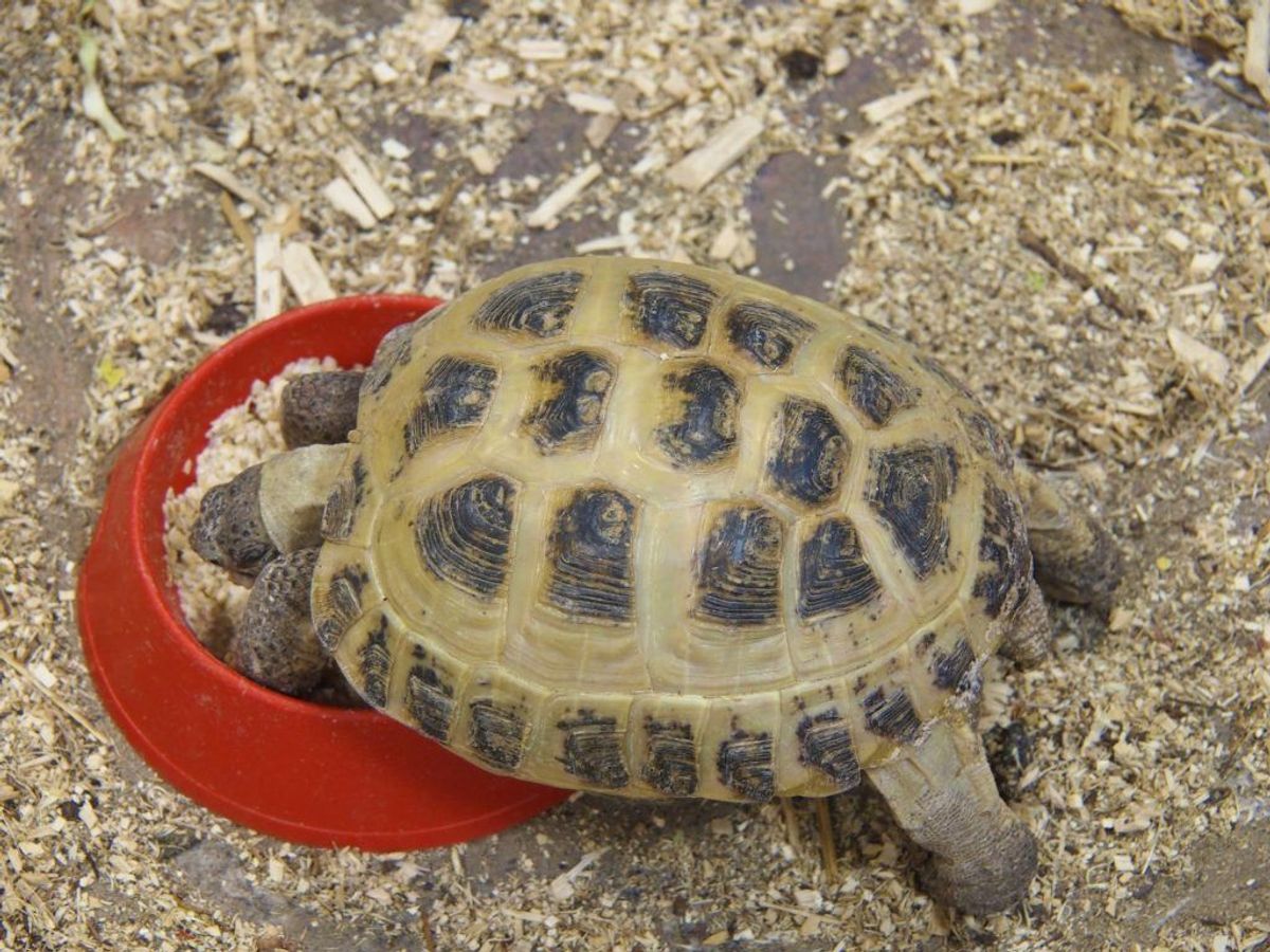 Skildpadder kan smitte med salmonella – især mindre skildpadder. Derfor har skildpadder på mindre end fire tommer været ulovlige i USA siden 1975. (Foto: Colourbox)