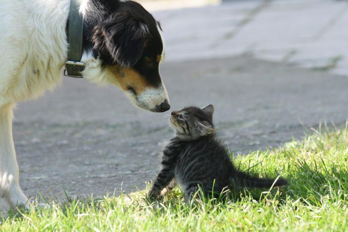 Hunde og katte kan smitte mennesker med pest! Katte får lidt oftere pest end hunde, og det smitter gennem bid og kradsen. I USA fik 23 mennesker pest fra katte i perioden mellem 1977 og 1998. (Foto: Colourbox)