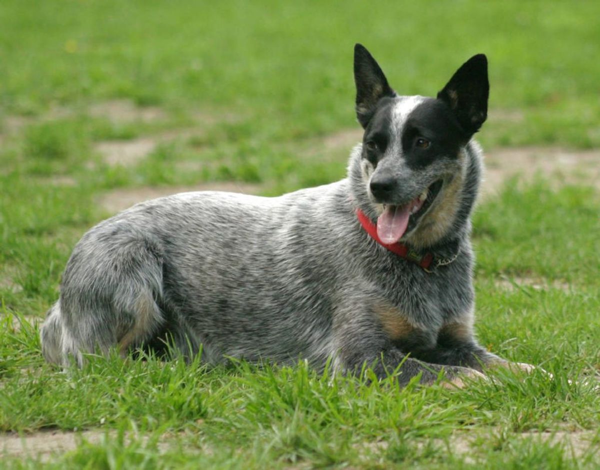 En australsk Cattle Dog lever meget længe. Faktisk er det netop den race, der besidder verdensrekorden som den ældste hund ved at overleve i 29 år. Foto: Scanpix