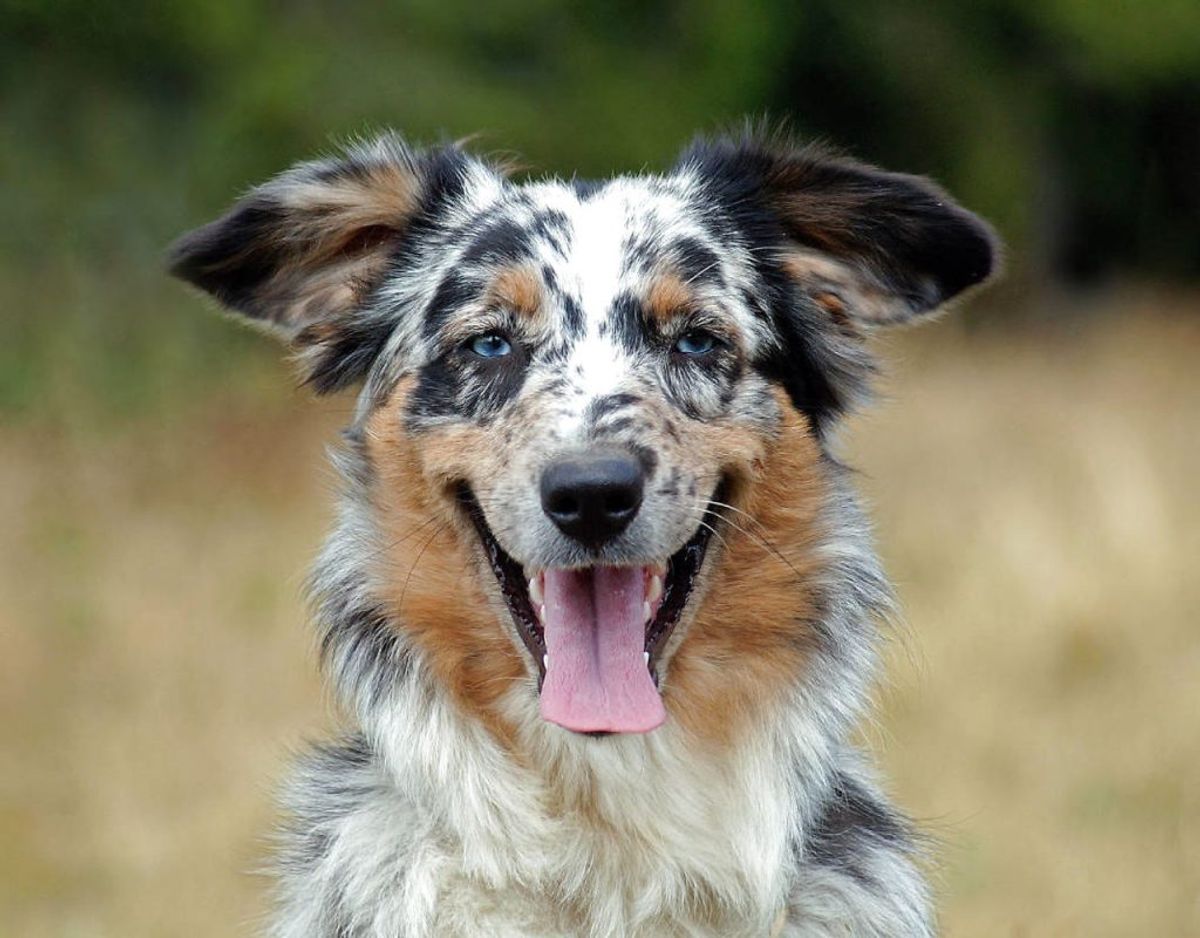 En Australian Sheperd er en hyrdehund og fungerer derfor rigtig godt i arbejdet på en gård. Den er så sund, at du har den ved din side i mellem med 12 og 15 år. Foto: Scanpix