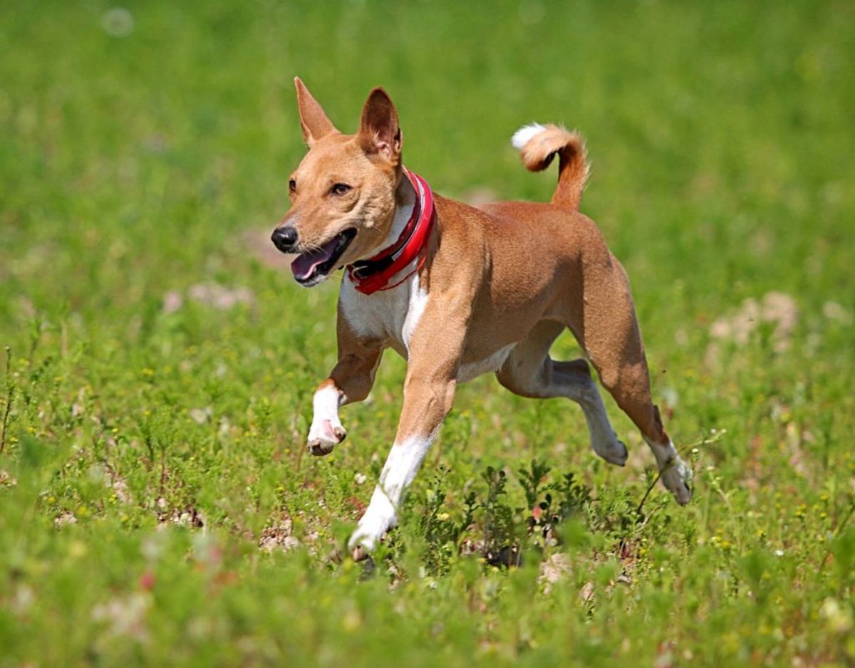 En basenji er en livlig hund, der betragtes som værende en af de sundeste racer. Den er også kendt for ikke at gø ret meget. Foto: Scanpix