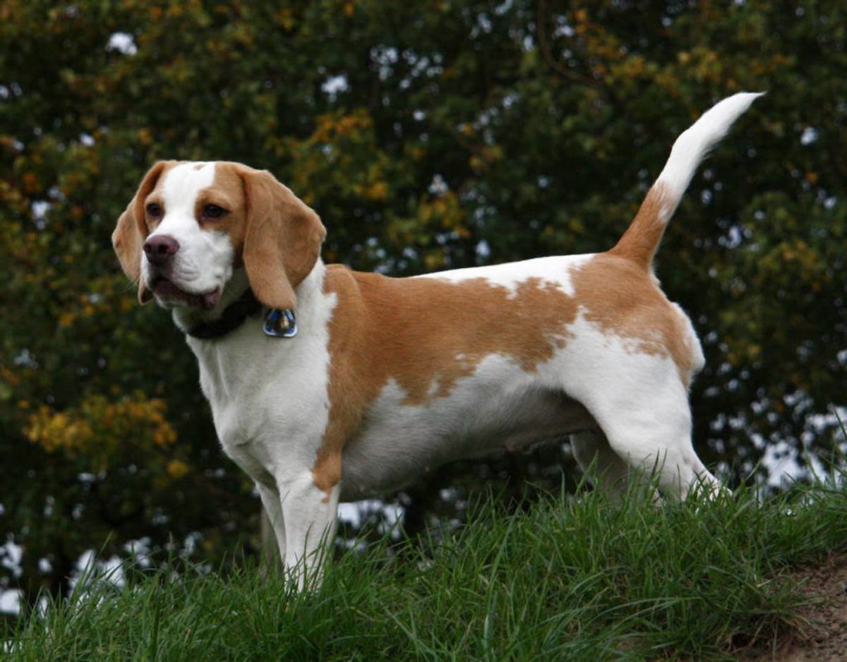Hunderacen Beagle er opdrættet som en jagthund. En Beagle får hundeejere glæde af i mellem 10 og 15 år. Foto: Scanpix