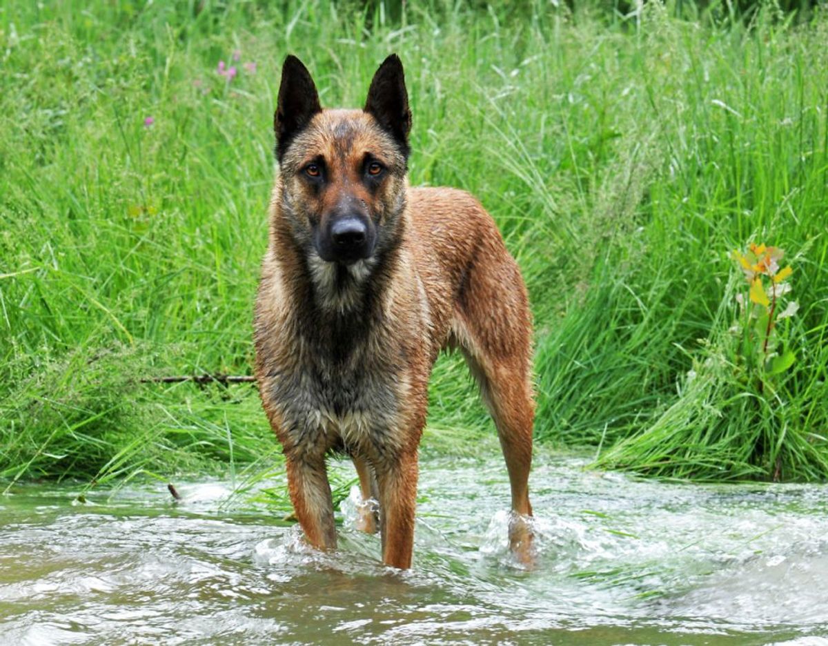 En belgisk Malinois er engang i militæret blevet trænet til at springe i faldskærm. På trods af det er racen så sund, at den lever op til 14 år. Foto: Scanpix