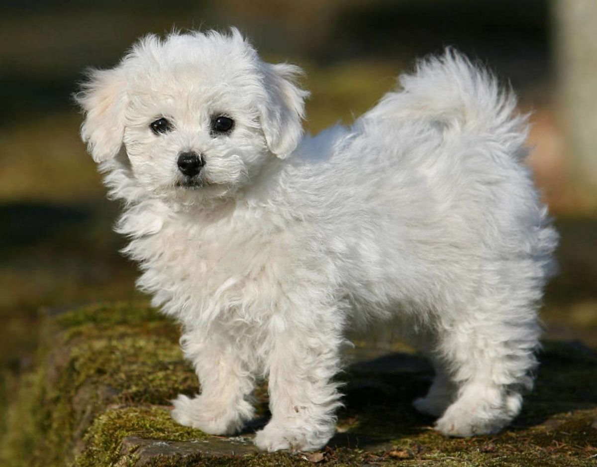 Bichon Frise er en hunderace, der er god til allergiramte familier. Den lille hunderace elsker at få nye venner. Foto: Scanpix