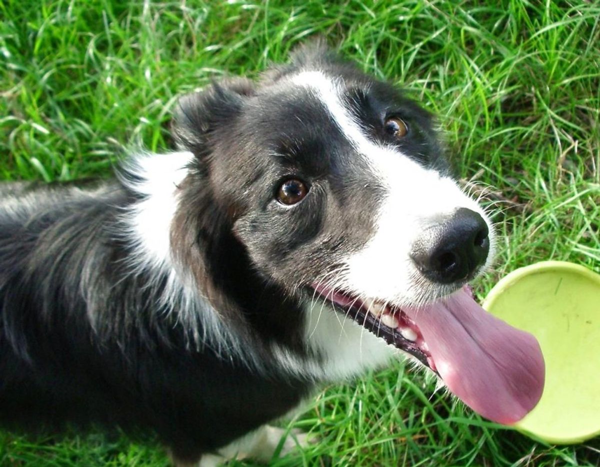 En Border Collie er kendt for at være en af de klogeste racer, så er den også sund. Den lever op til 12 år. Foto: Scanpix