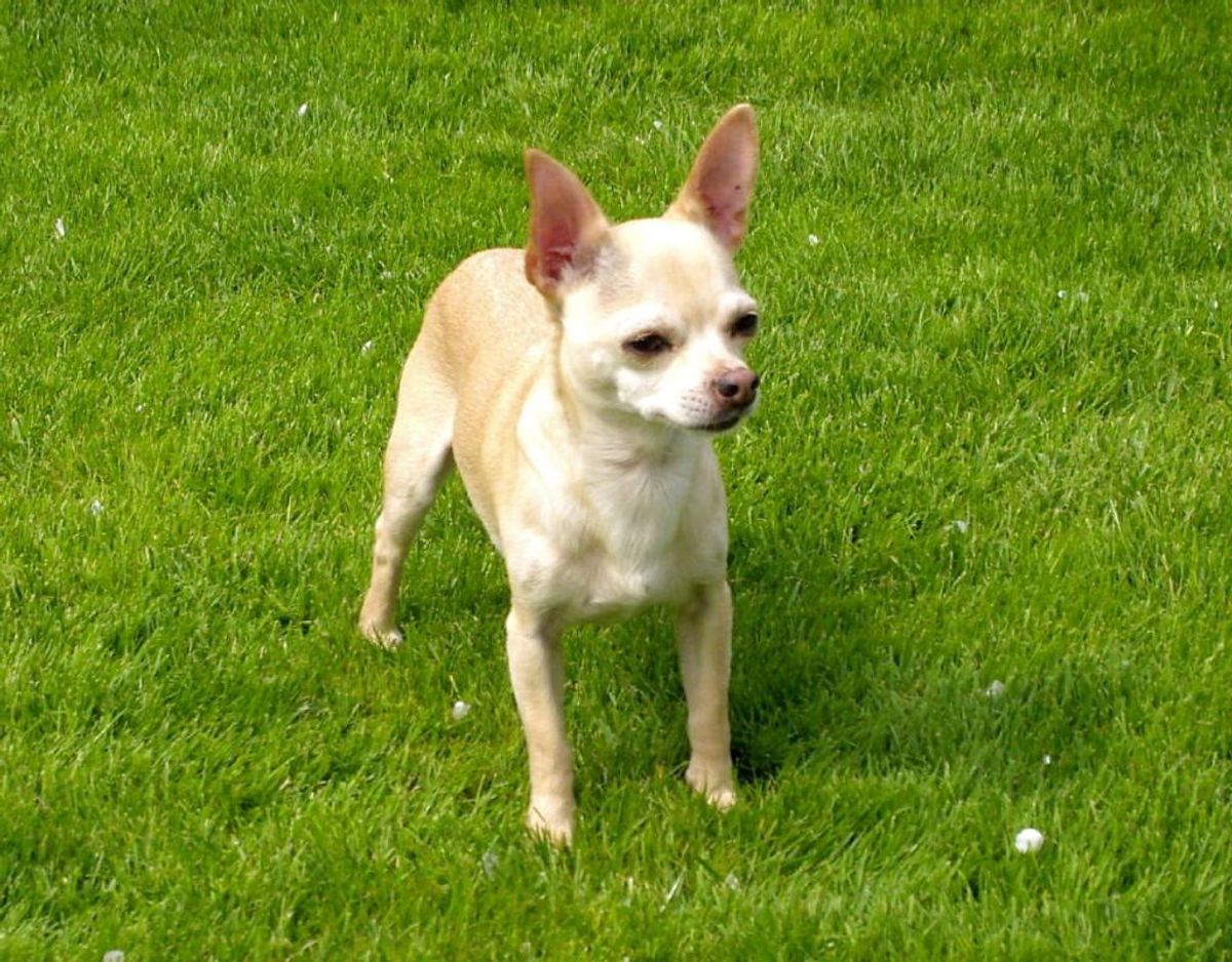 En chihuahua er også en hund, du kan have længe. Racen lever op til 18 år. Foto: Scanpix