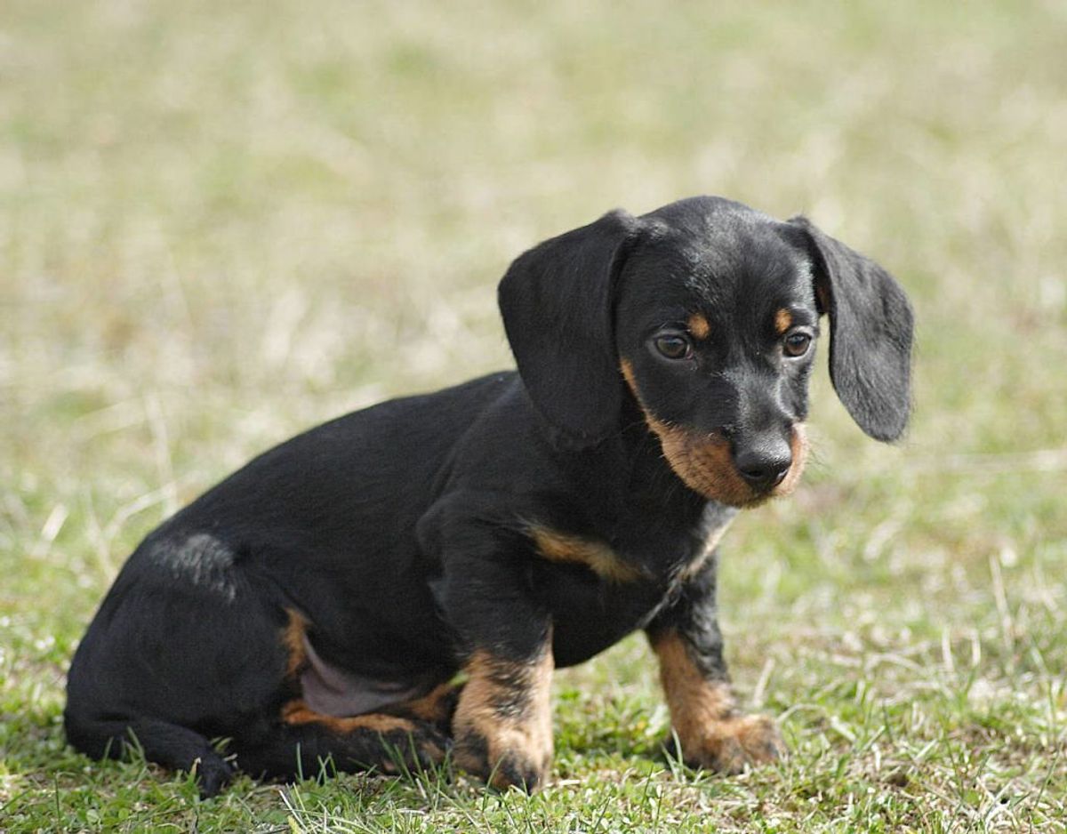 Så længe dachshunde eller gravhunde, som vi også kalder dem, får motion dagligt, kan de leve i hele 20 år. Foto: Scanpix