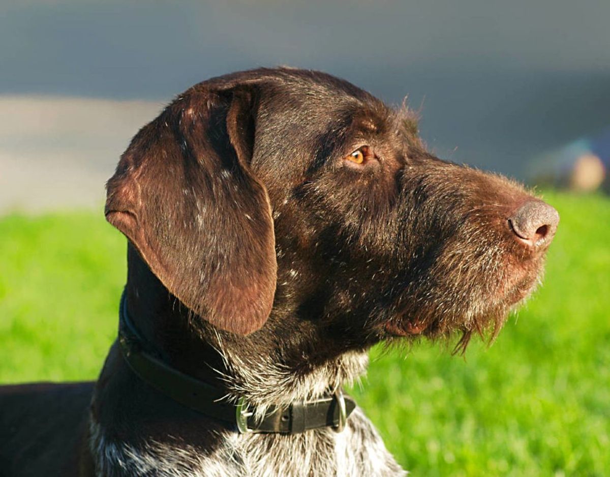 Den korthårede German Pointer lever sit bedsteliv udendørs. Det siges, at det er racens drive, der holder den sund. Foto: Scanpix