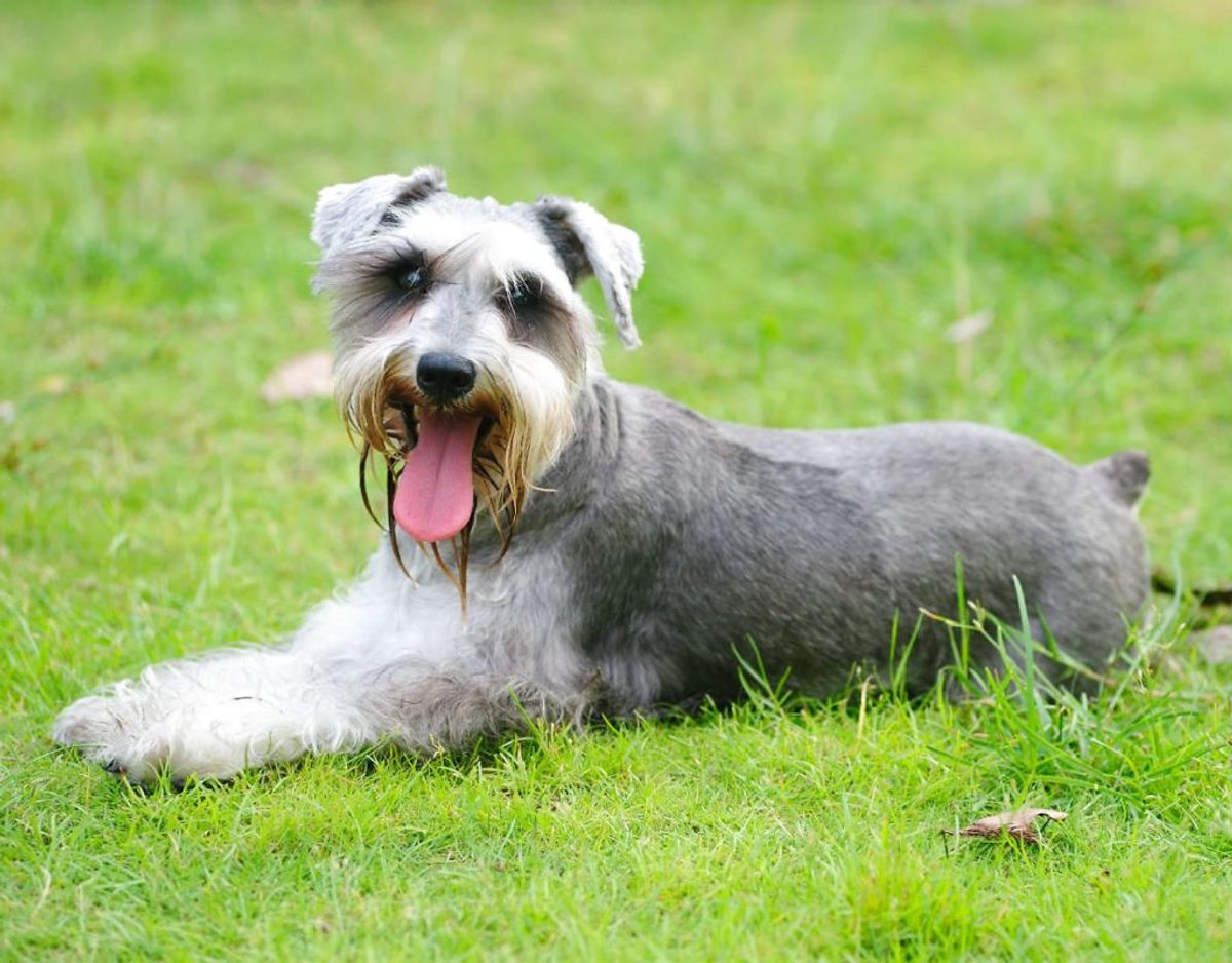 En miniature Schnauzer fungerer perfekt i stille og rolige familier. Den kan leve op til 15 år. Foto: Scanpix