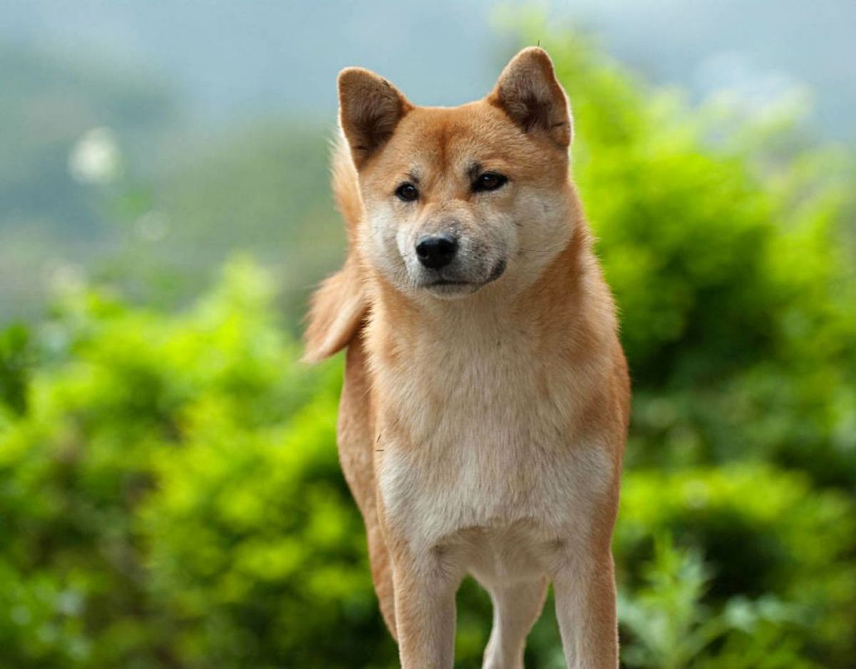 Hunderacen Shiba er kendt for sit ræve-lignende udseende, og er altså også en af de sundeste hunderacer. Foto: Scanppix