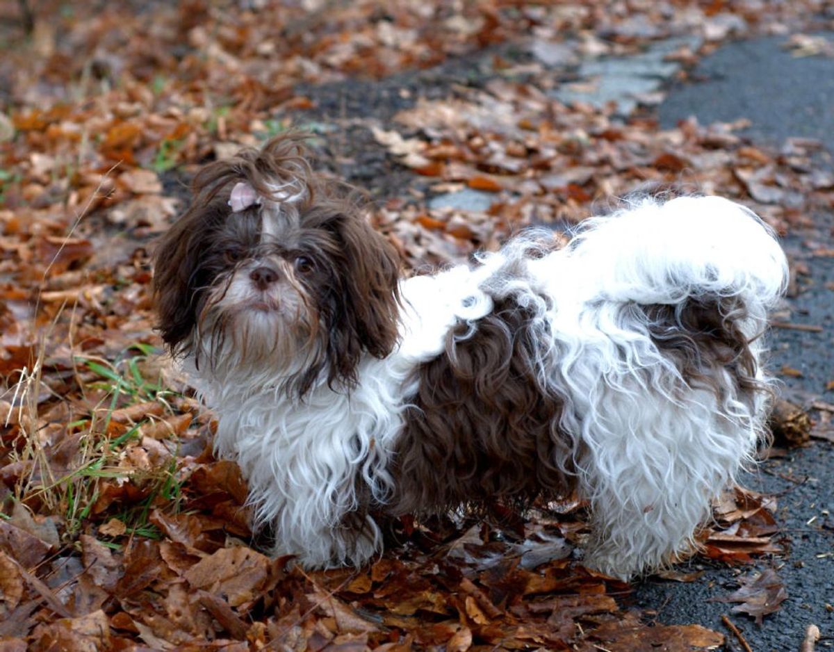 Den lille humørbombe, som en Shih Szu er, lever faktisk i gennemsnit 18 år. Den er særligt kendt for at være en børnevenlig hund. Foto: Scanpix