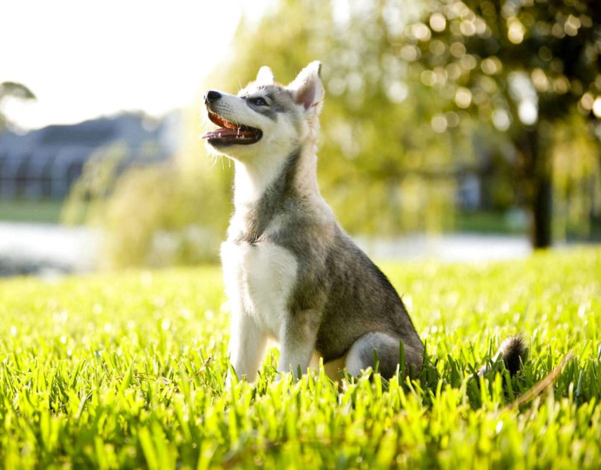 En Sibirian Husky er stærk hund, der er vant til at leve i et hårdt miljø. Racen er også meget selvstændig. I gennemsnittet lever de i 14 år. Foto: Scanpix