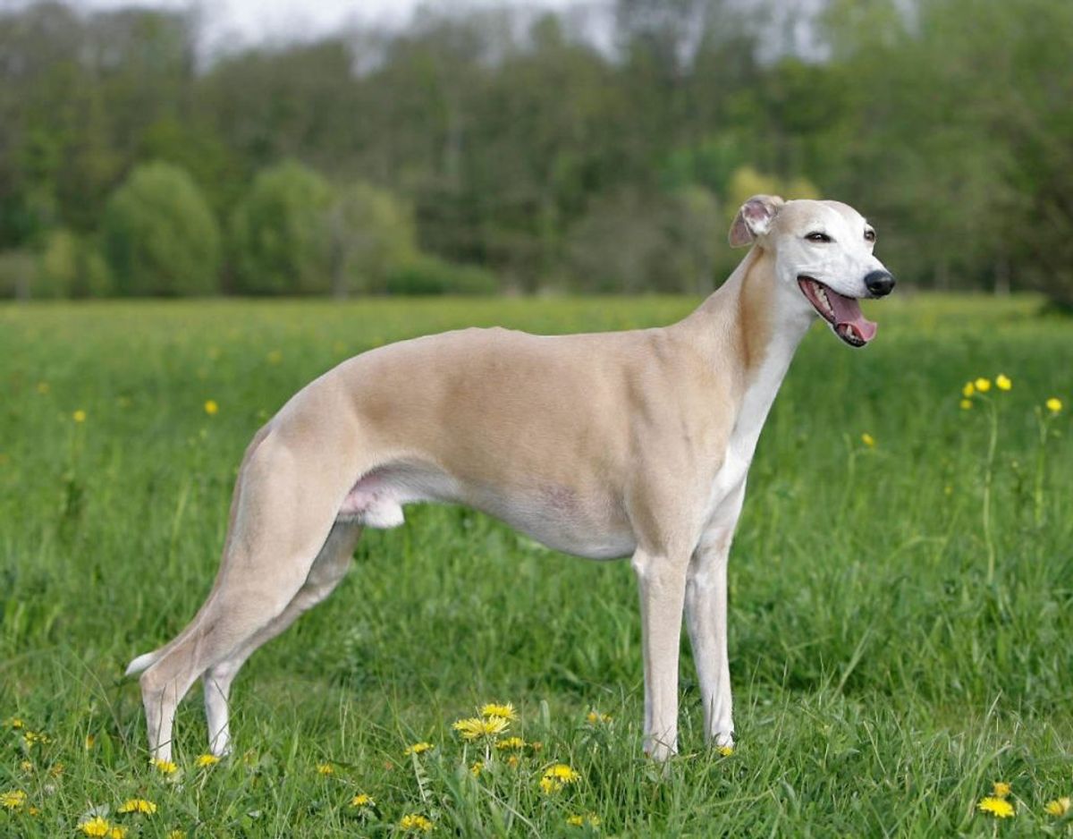 En whippet er en mindre version af en Greyhound, og er på samme måde, kendt for at være en hurtigt løbende hund. Den er så sund, at den i gennemsnit lever 15 år. Foto: Scanpix