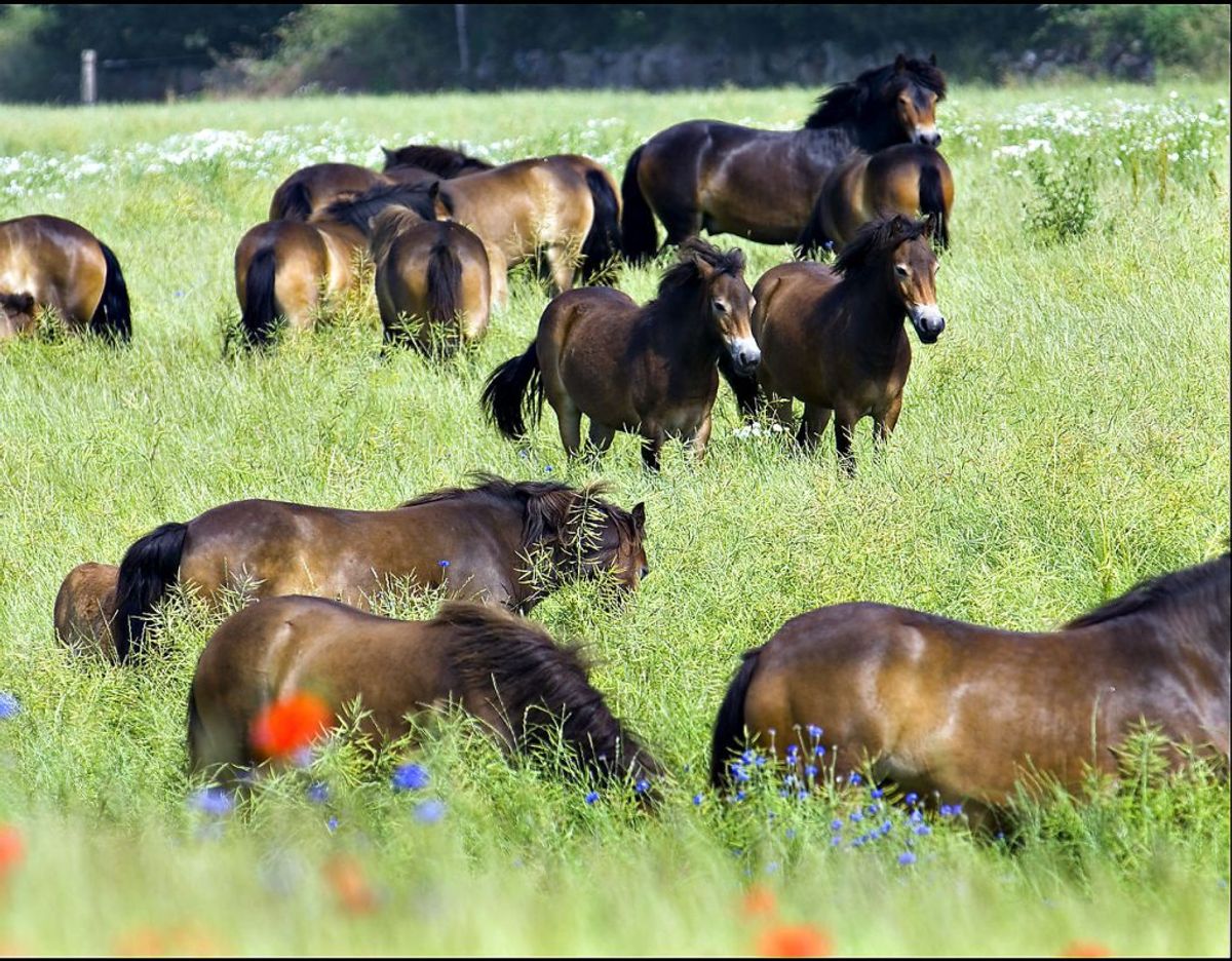 Vilde heste kan opleves på Langeland, Møn og nord for Rold Skov. Klik videre for flere billeder. Foto: Scanpix/Morten Juhl.