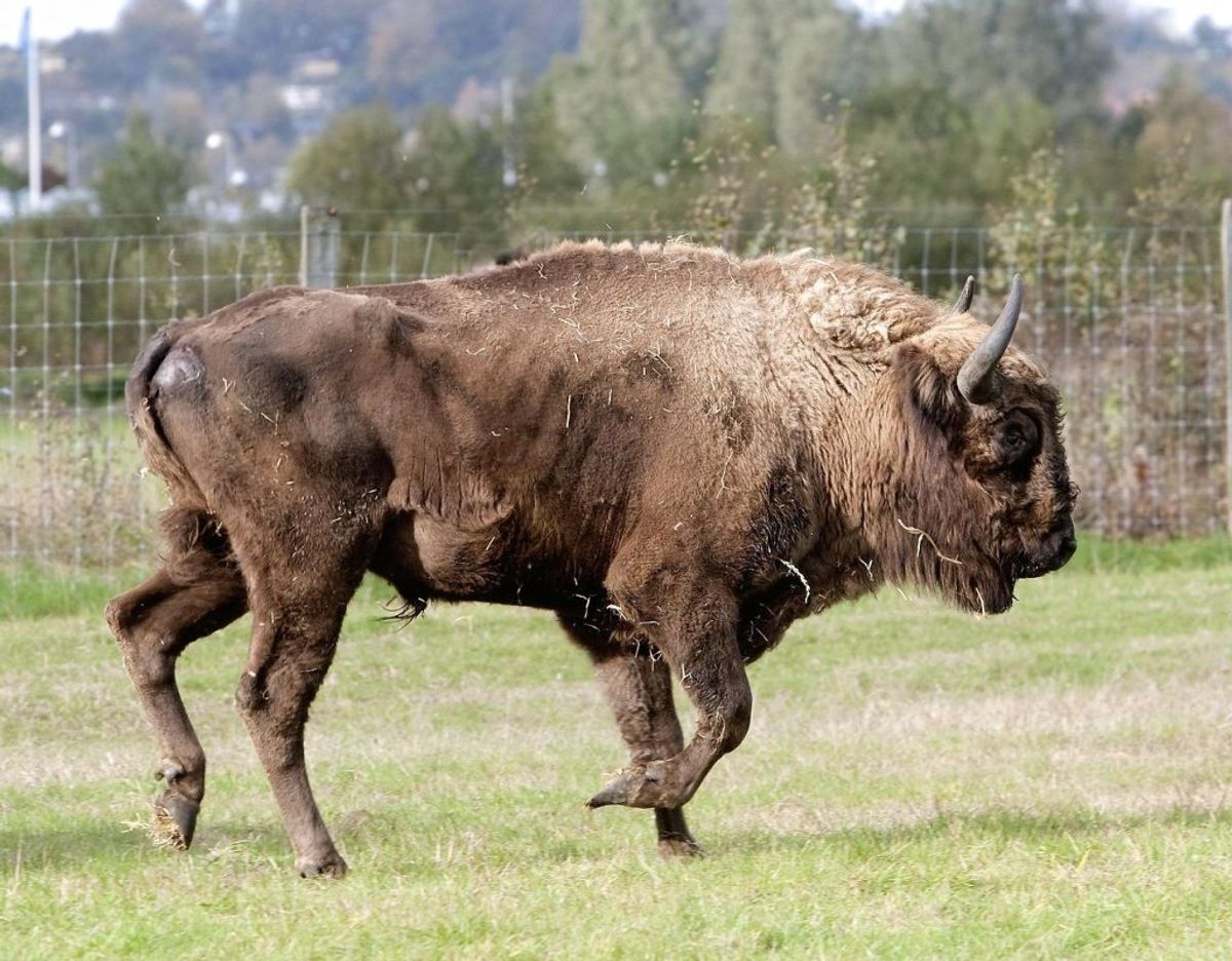 Europæisk Bison kan kun opleves ét sted – nemlig Almindingen på Bornholm. Klik videre for flere billeder. Foto: Scanpix/Richard Sylvestersen.
