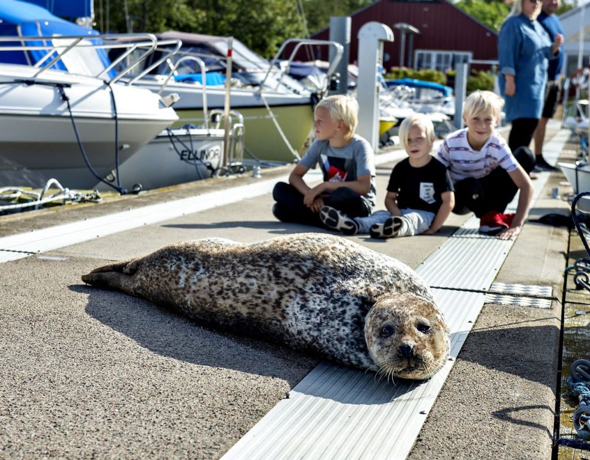 Hvis du vil have noget nær sælgaranti, skal du køre til Avnø ved Sydsjælland. Klik videre for flere billeder. Foto: Henning Bagger/Ritzau Scanpix
