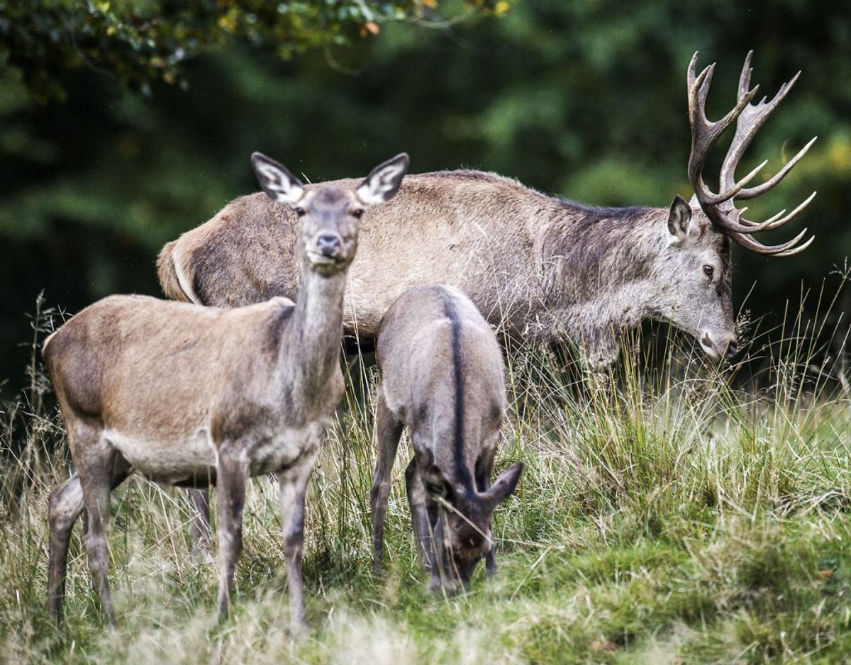 Den største bestand findes ved Oksbøl i Vestjylland, men den kan også opleves i Thy og Dyrehaven. Foto: Scanpix/Olafur Steinar Gestsson