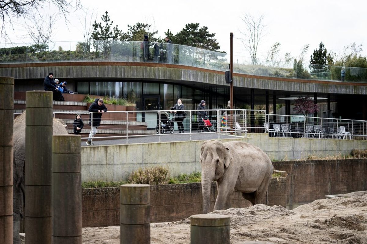 MÅ ÅBNE STRAKS:
Zoologiske haver og botaniske anlæg (skulle have ventet til fase 3, som begynder 8. juni)
(Foto: Ida Guldbæk Arentsen/Ritzau Scanpix)