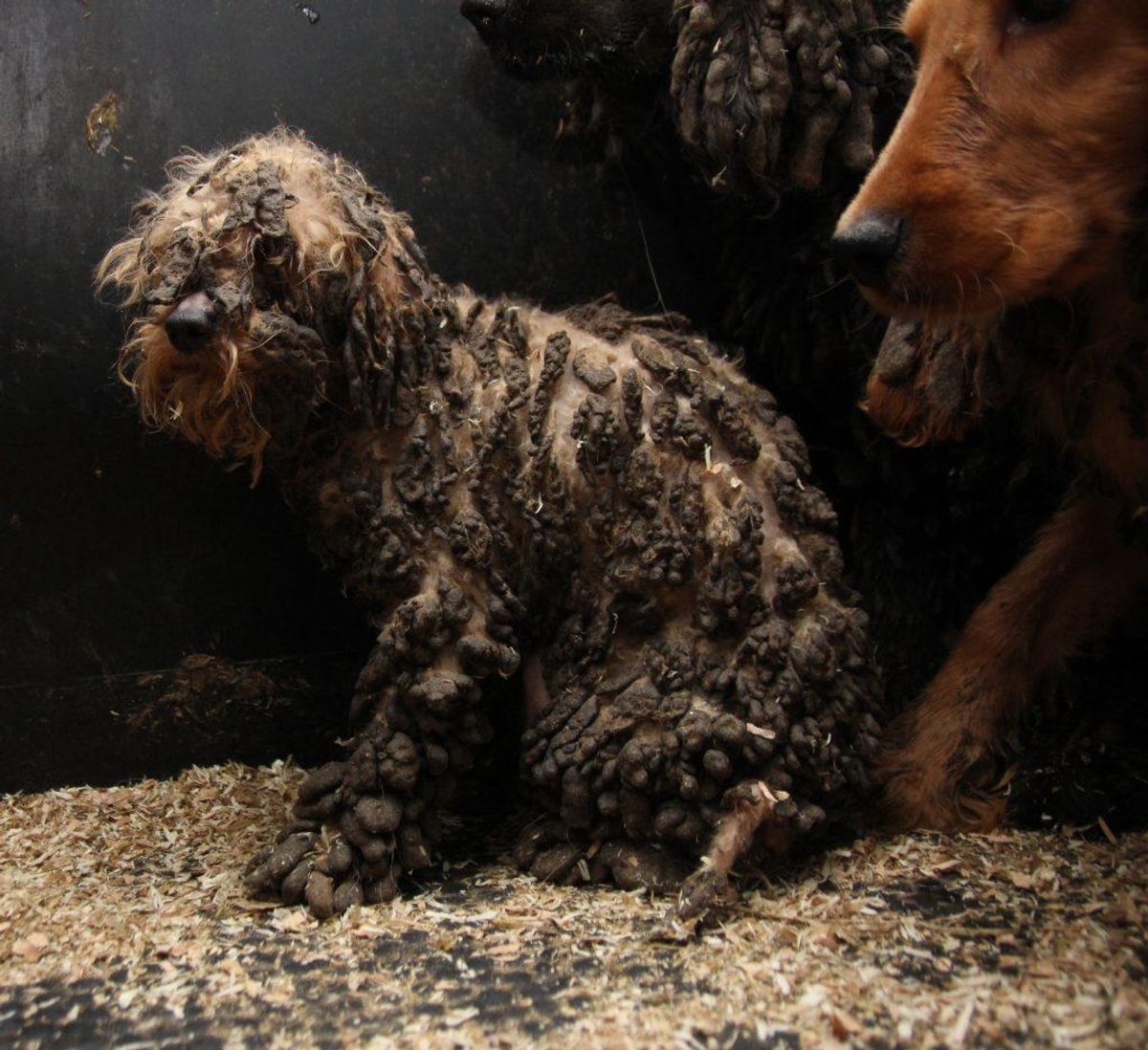 Sådan så en af de mange vanrøgtede hunde ud.
Klik videre i galleriet for at se flere grufulde eksempler på det, der blev fundet. Foto: Dyrenes Beskyttelse.