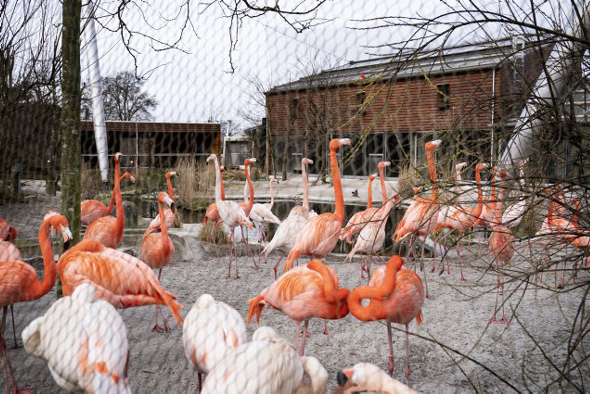 Zoologiske haver i Danmark kan igen åbne som et led i udvidelsen af genåbningens fase 2. KLIK VIDERE OG SE, HVAD DER ELLERS KAN ÅBNE. (Arkivfoto) Foto: Ida Guldbæk Arentsen/Scanpix