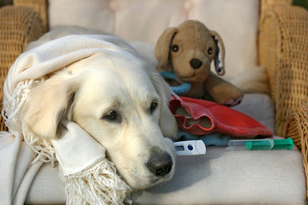 En potentielt dødelig hundesygdom har et dansk hotspot. KLIK VIDERE OG SE, HVILKE HUNDERACER DER ER DE SUNDESTE, OG SOM DET DERFOR MÅ ANTAGES ER MEST MODSTANDSDYGTIGE OVERFOR SYGDOMMEN. Foto: Scanpix.