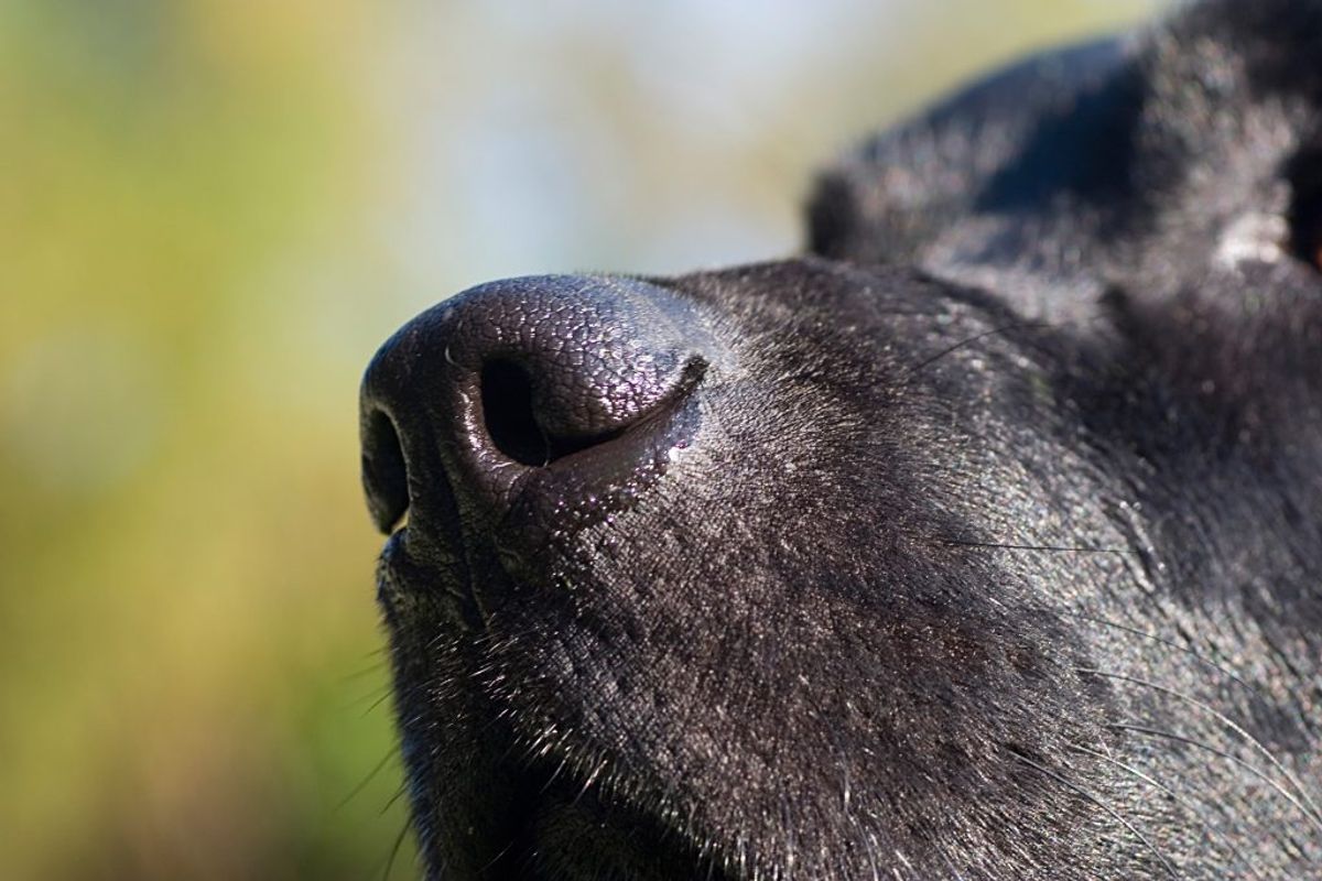 Der forskes netop nu i, om hunde kan snuses sig frem til corona. KLIK DIG VIDERE I GALLERIET OG SE LISTEN OVER, HVILKE HUNDERACER DER ER FLEST AF I DANMARK. Foto: Scanpix.