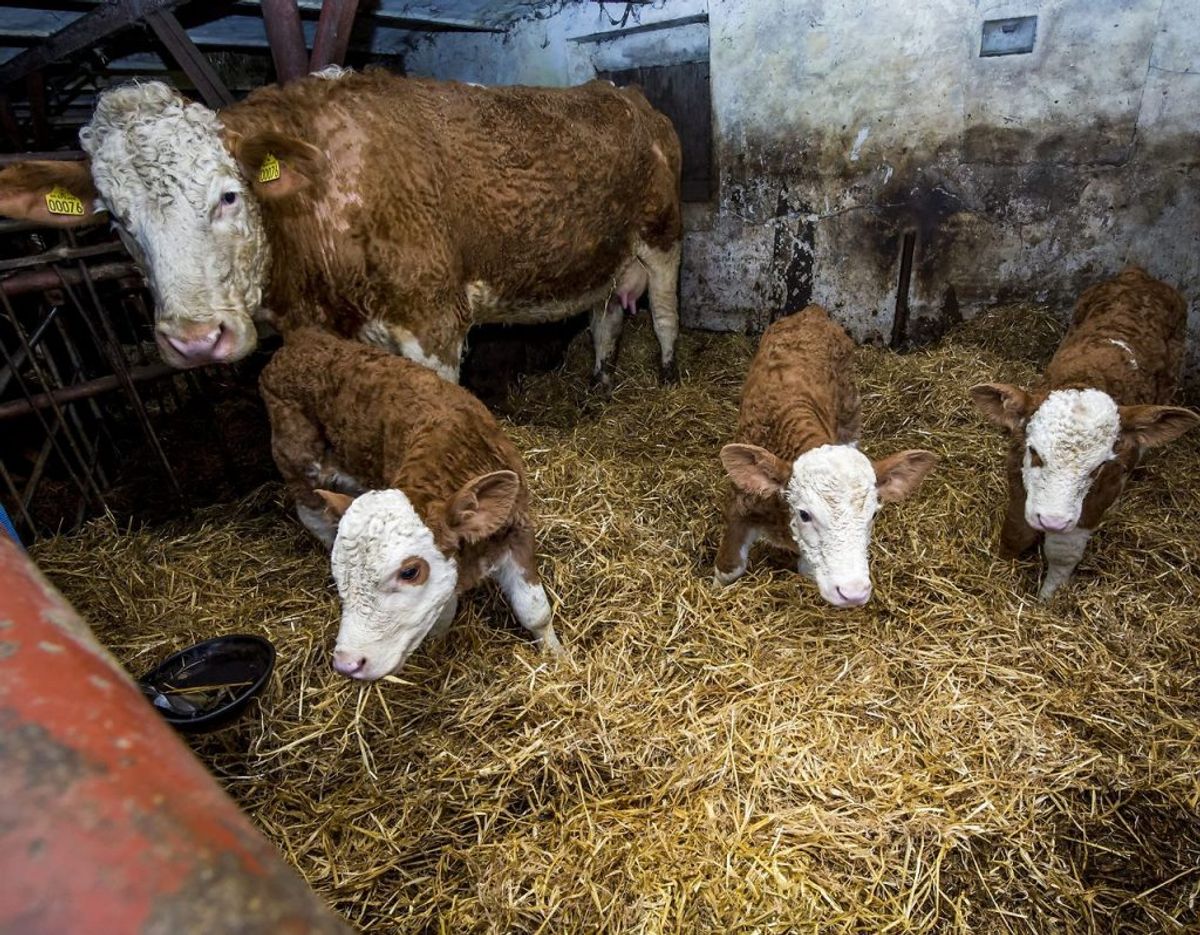 Kalvekød og oksekød er i begyndelsen af året blevet en del af fødevaremærkningen Bedre Dyrevelfærd. KLIK VIDERE OG SE MERE Foto: Preben Madsen/Scanpix 2015