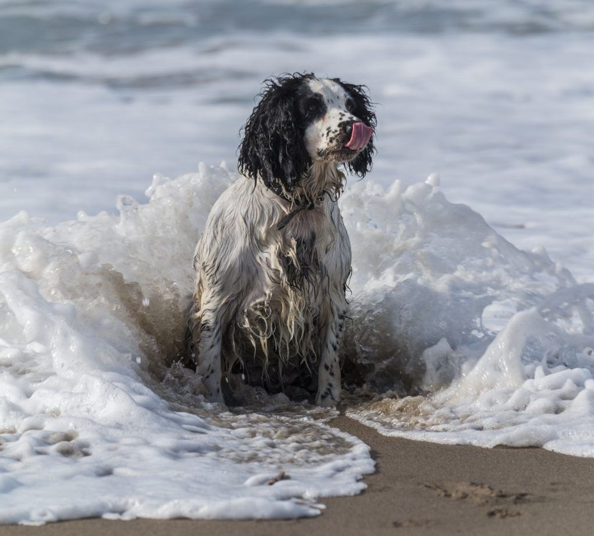 Portugisisk vandhund. Kilde: American Kennel Society/Reader’s Digest. Arkivfoto.