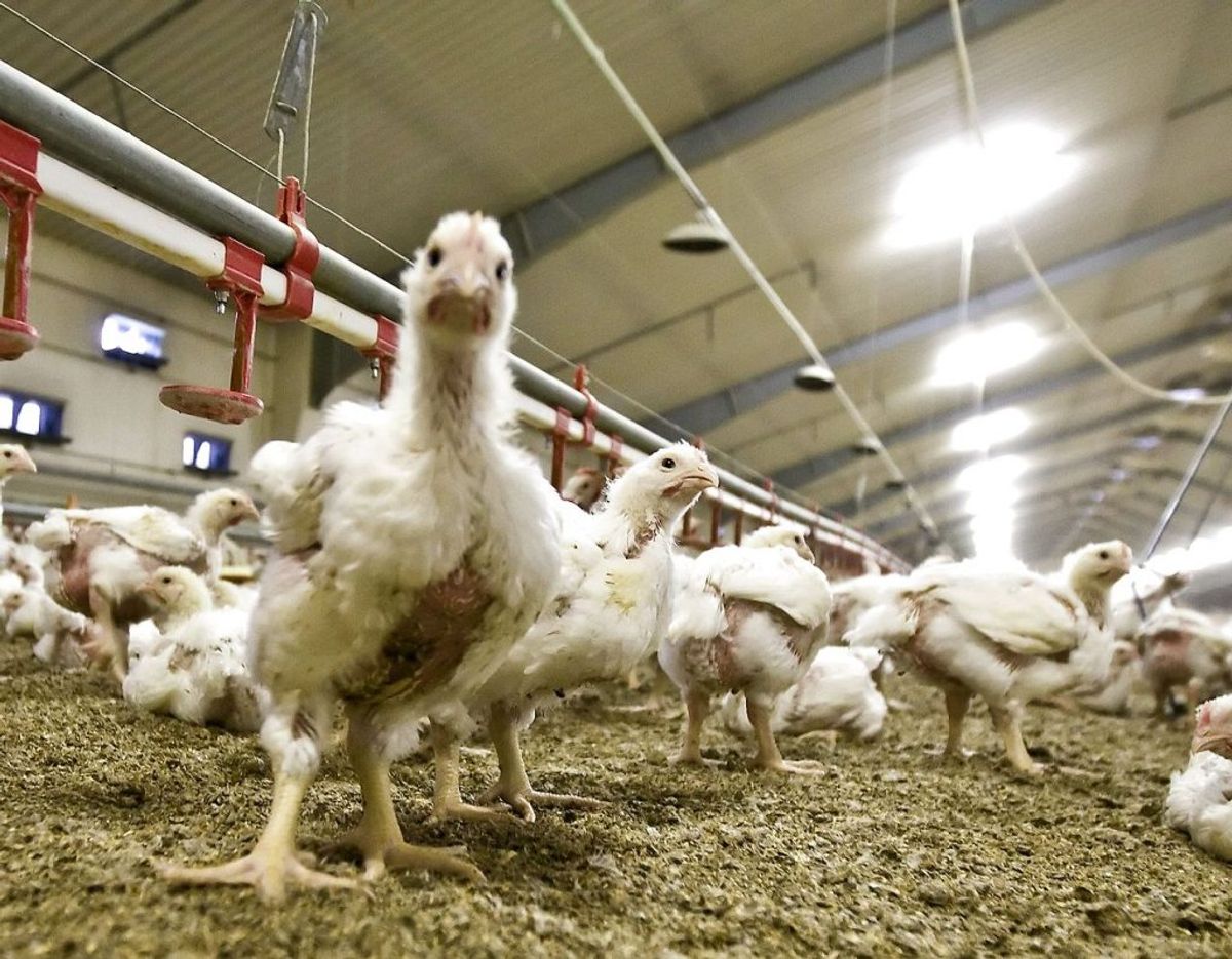 Kylling, der ikke er mærket overhovedet, er konventionelt produceret. Majskyllinger er eksempelvis konventionelt produceret, de har blot fået majs i deres foder. Konventionelle kyllinger kan dog have levet et udmærket liv, inden de bliver slagtet, lyder det fra Fødevarestyrelsen.
Foto: Preben Madsen/Scanpix.