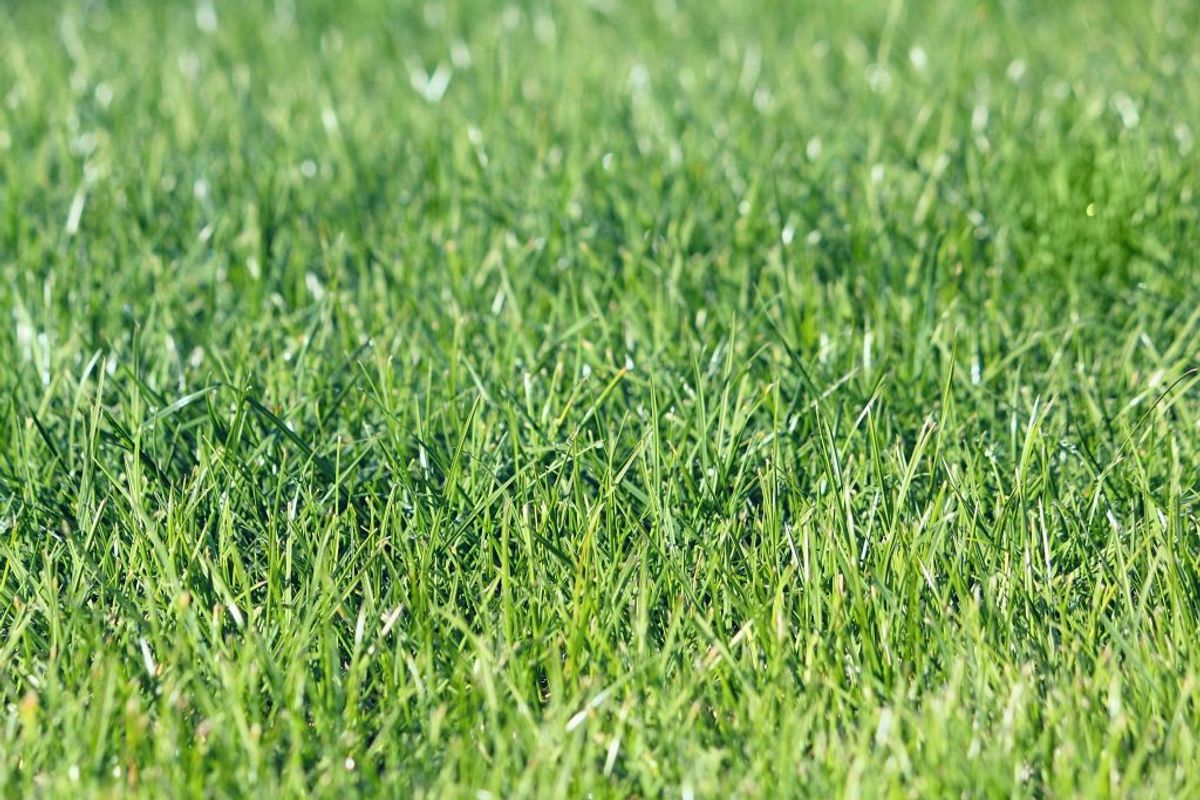 Fiks huller ved at sprede topdressing (blanding af sand og kompost) ud over plænen især i ujævnhederne.