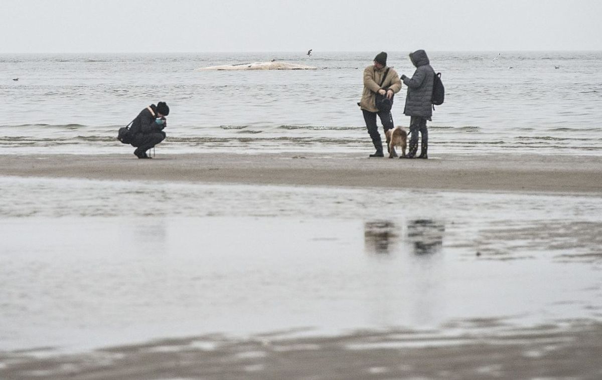 Flere fanniker vil have turisterne til at blive væk fra øen under krisen. (Foto: Claus Fisker/Scanpix 2015)