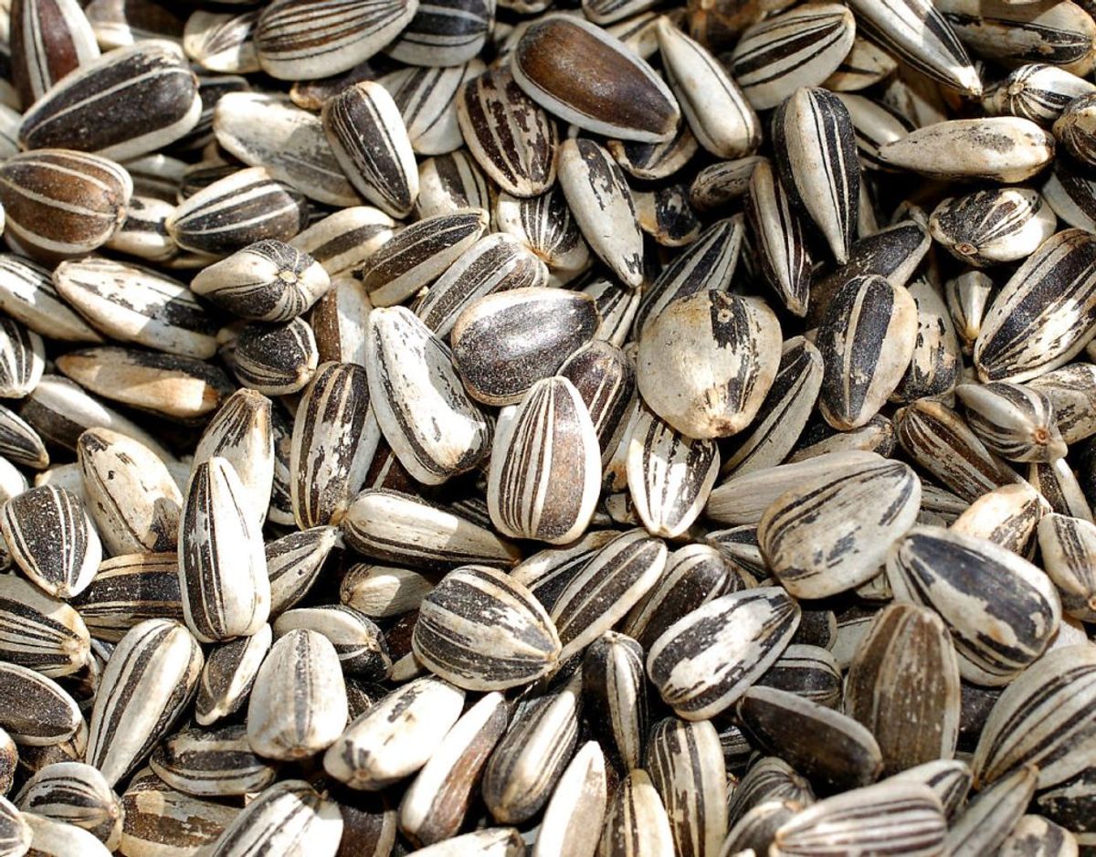 Solsikkefrø er også rige på vitamin b-6 samt magnesium og E-vitamin. Alt sammen godt for dit immunsystem. Foto: Scanpix/ Genre