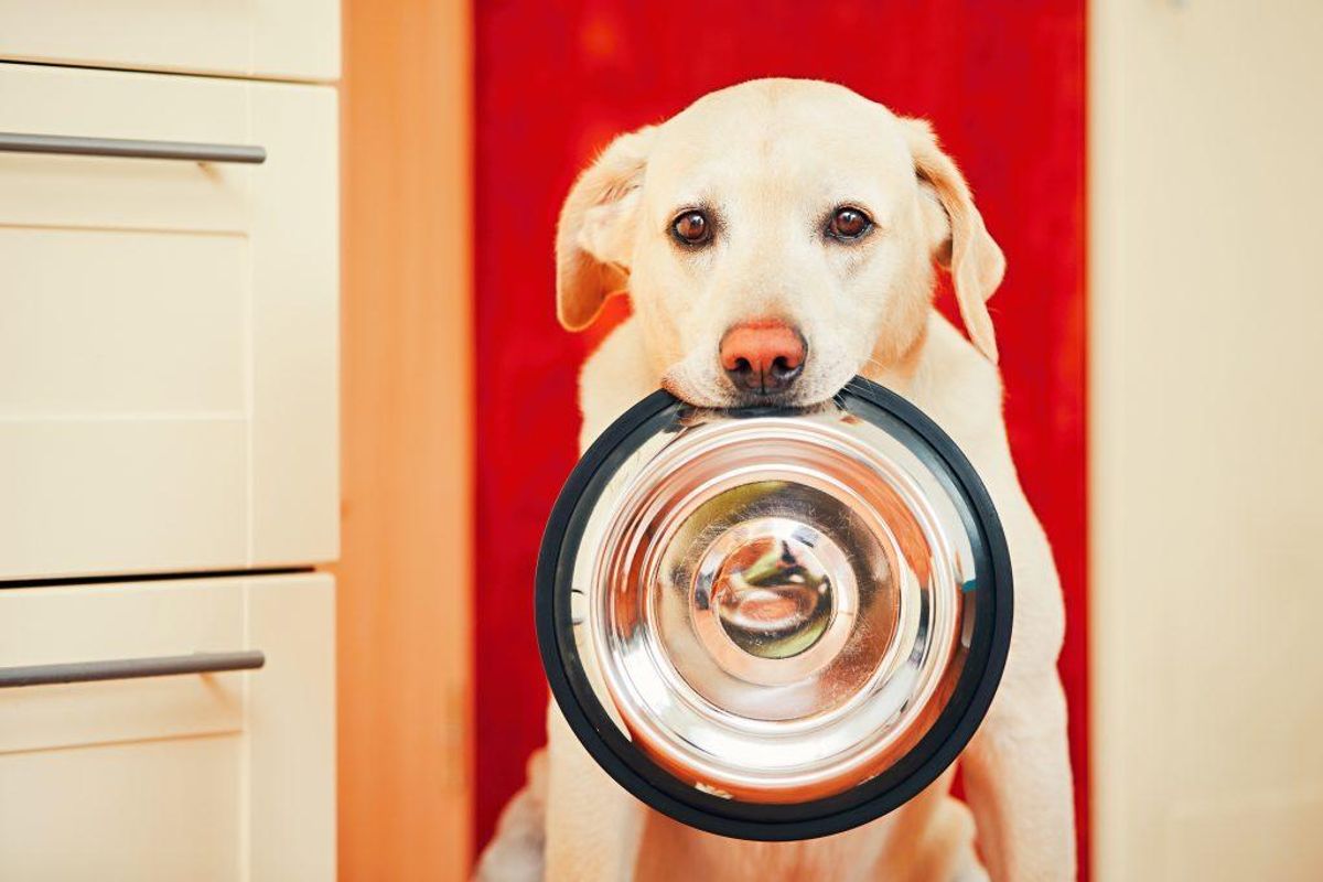 14 fødevarer hund kan • Newsbreak.dk