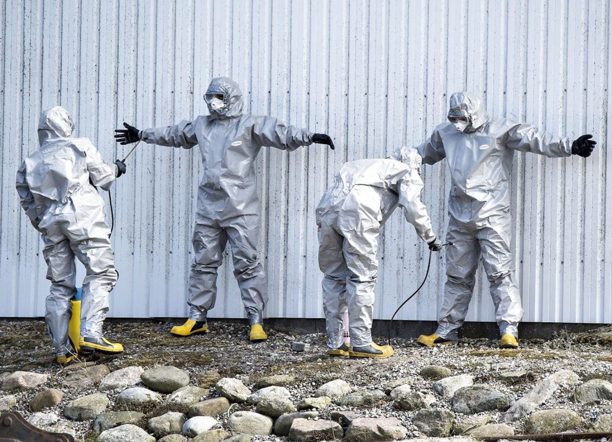 Der er konstateret den farlige udgave af fugleinfluenza i Tjekkiet. Her billeder fra et udbrud i Danmark. (Foto: Henning Bagger/Scanpix 2016)
