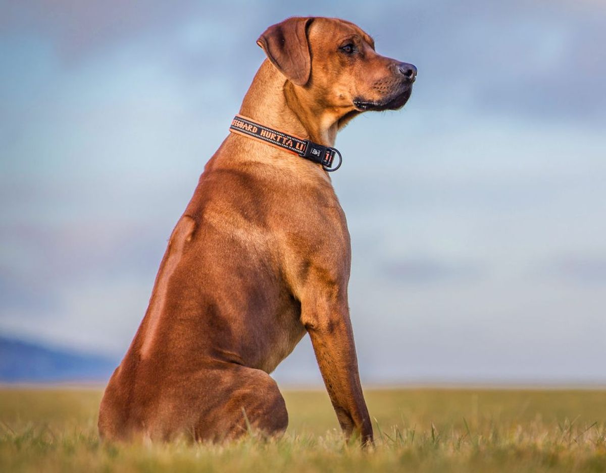 Mikkel Stelvig fortæller, at særligt løsgående hunde i Danmark bør være noget, vi er opmærksomme på. Men vi bør ikke i vores hverdag være bange for dem. Præcist som med ulve. Foto: Scanpix.