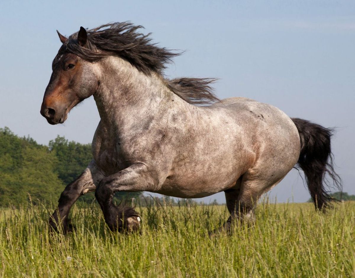 Hvis du ikke ved, hvordan du skal opføre dig i nærheden af en hest, kan dyret være farlig for dig. Men vi bør ikke i vores hverdag være bange for dem. Præcist som med ulve. Foto: Scanpix.