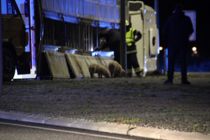 Alt spærret: Grisetransport er væltet