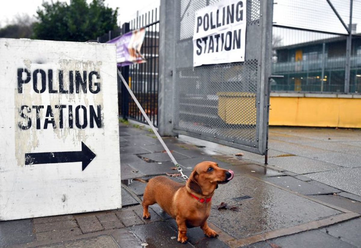Der er massevis af hunde, der er taget med til valg. Foto: Scanpix