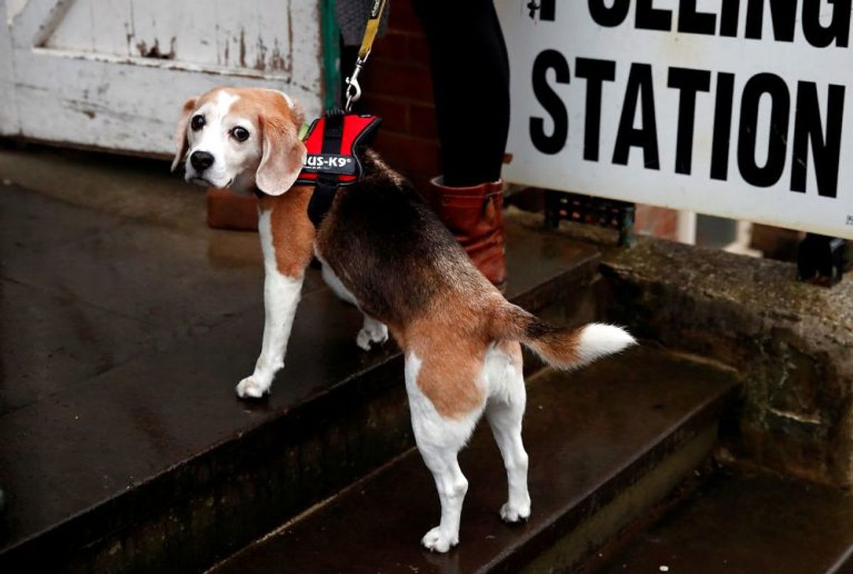 Der er massevis af hunde, der er taget med til valg. Foto: Scanpix