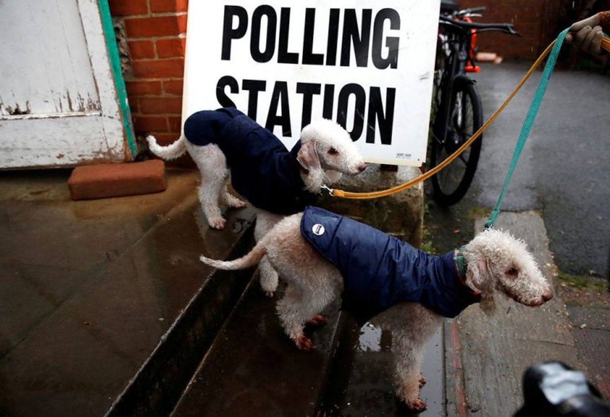 Der er massevis af hunde, der er taget med til valg. Foto: Scanpix