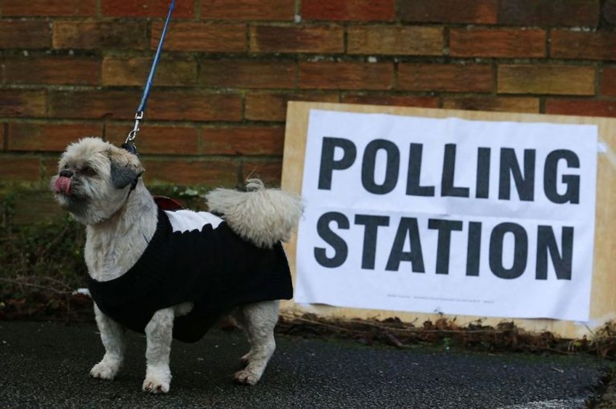 Der er massevis af hunde, der er taget med til valg. Foto: Scanpix