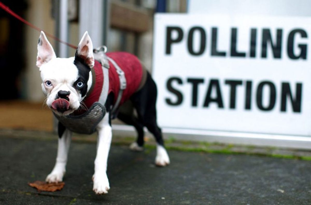 Der er massevis af hunde, der er taget med til valg. Foto: Scanpix