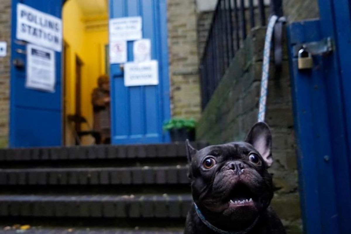 Der er massevis af hunde, der er taget med til valg. Foto: Scanpix