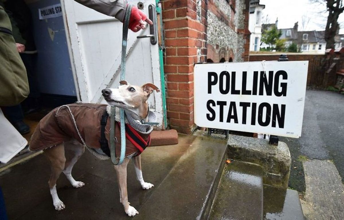 Der er massevis af hunde, der er taget med til valg. Foto: Scanpix